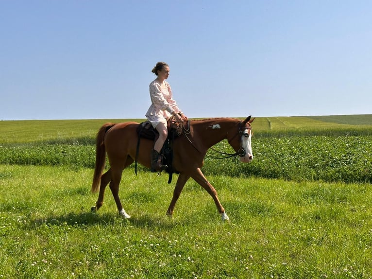 Paint Horse Mare 4 years 15,1 hh Chestnut-Red in friedenstrasse 6