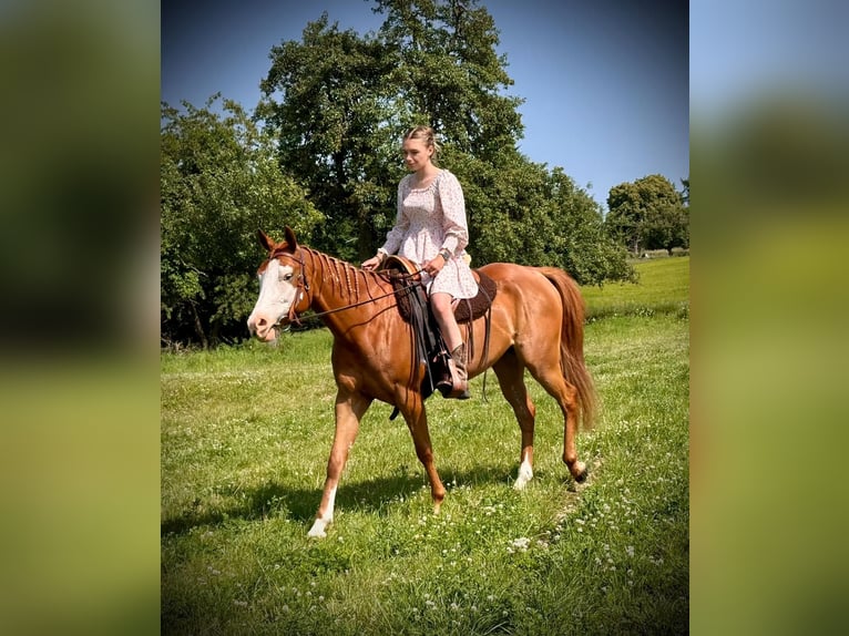 Paint Horse Mare 4 years 15,1 hh Chestnut-Red in friedenstrasse 6