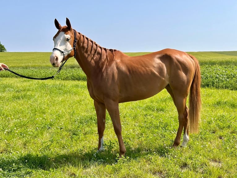 Paint Horse Mare 4 years 15,1 hh Chestnut-Red in friedenstrasse 6