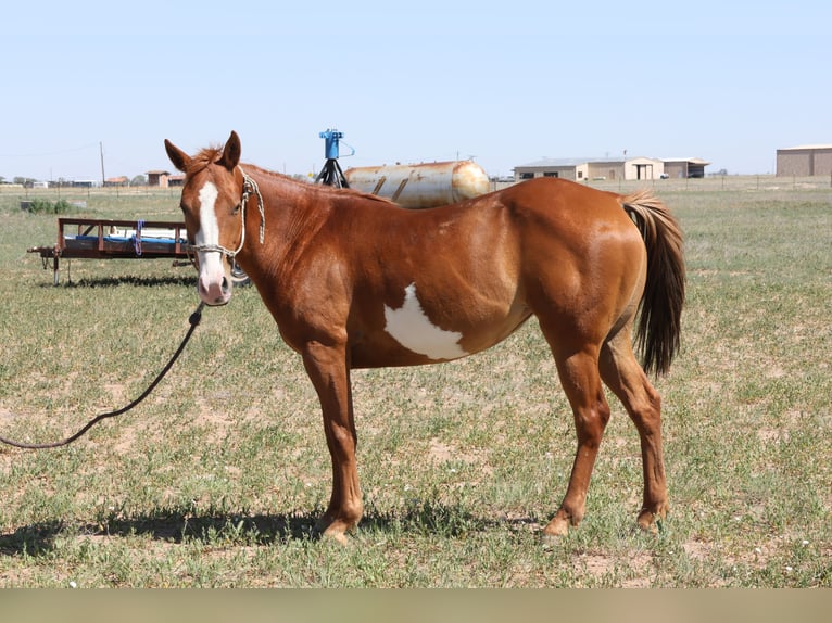 Paint Horse Mare 5 years 13,3 hh Chestnut-Red in Muleshoe Tx