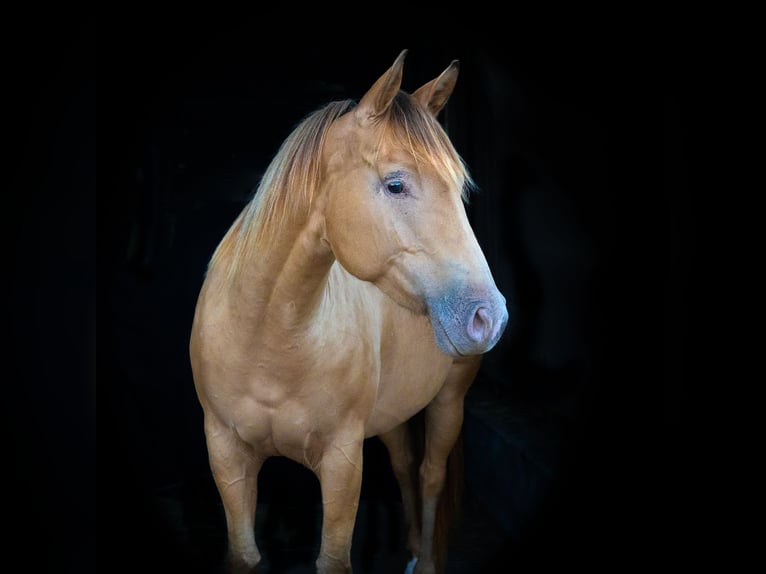 Paint Horse Mare 5 years 14,2 hh Champagne in Öhningen
