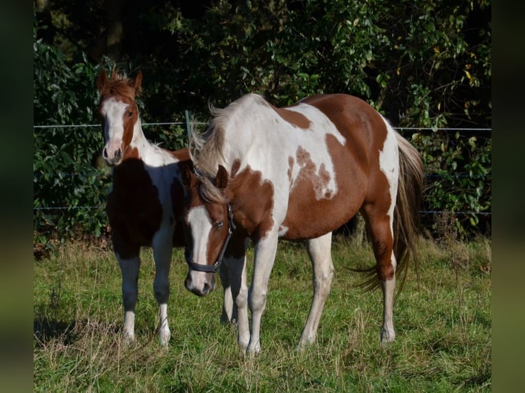 Paint Horse Mare 5 years 14,2 hh Pinto in UELSEN