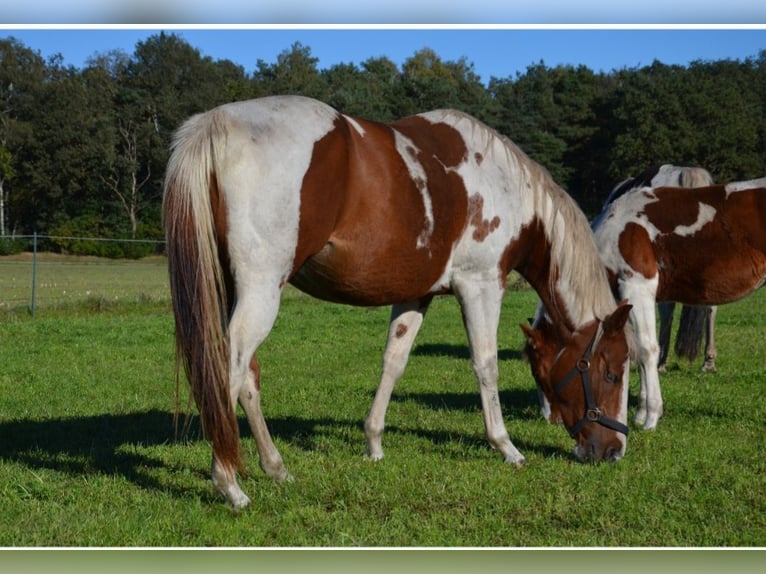 Paint Horse Mare 5 years 14,2 hh Pinto in UELSEN