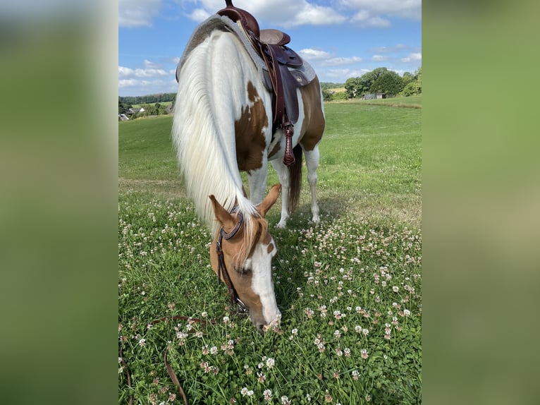 Paint Horse Mare 5 years 14,2 hh Tobiano-all-colors in Nümbrecht