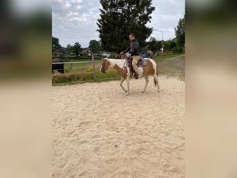 Paint Horse Mare 5 years 14,2 hh Tobiano-all-colors in Nümbrecht