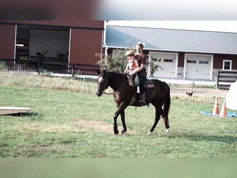 Paint Horse Mare 5 years 14,3 hh Black in New Holldand, PA