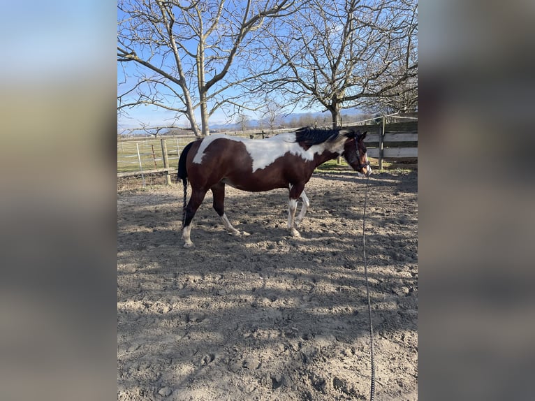 Paint Horse Mare 5 years 14 hh Pinto in Müllheim