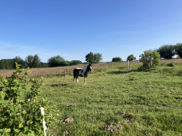 Paint Horse Mare 5 years 14,2 hh Tobiano-all-colors in Rukieten