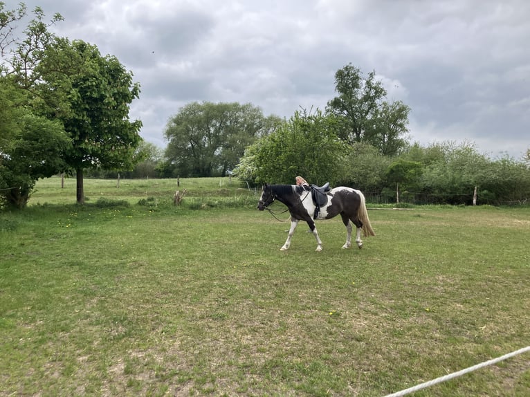 Paint Horse Mare 5 years 14,2 hh Tobiano-all-colors in Rukieten