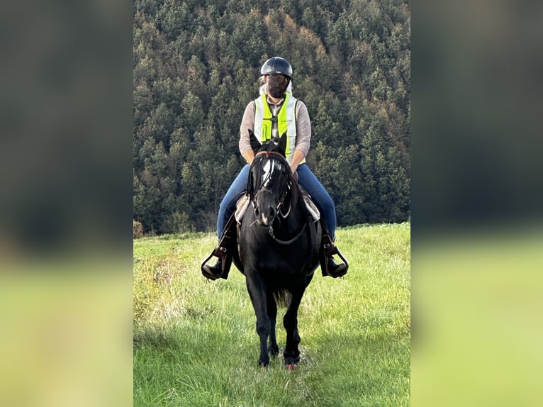 Paint Horse Mare 5 years 14,3 hh Black in Kirchheimbolanden