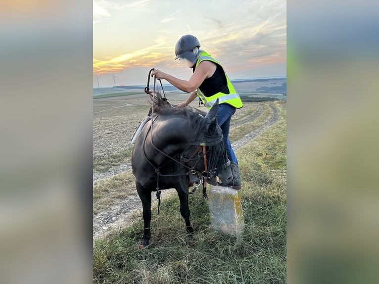 Paint Horse Mare 5 years 14,3 hh Black in Kirchheimbolanden