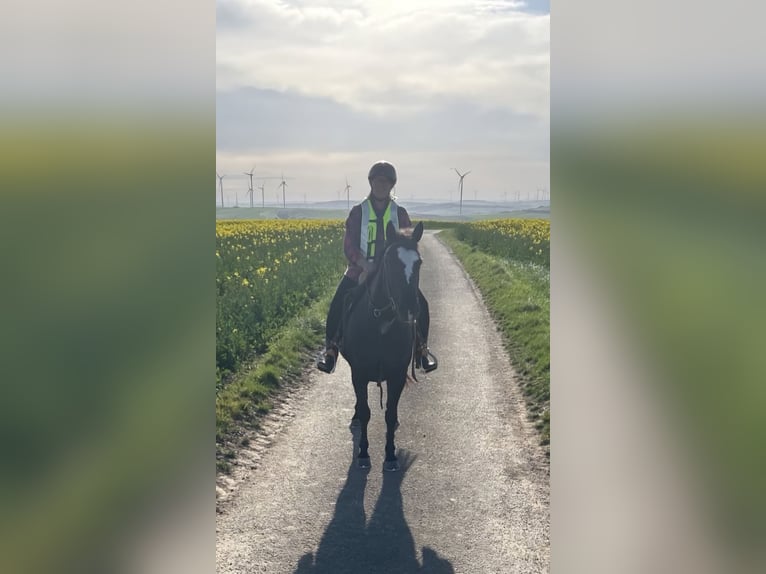 Paint Horse Mare 5 years 14,3 hh Black in Kirchheimbolanden