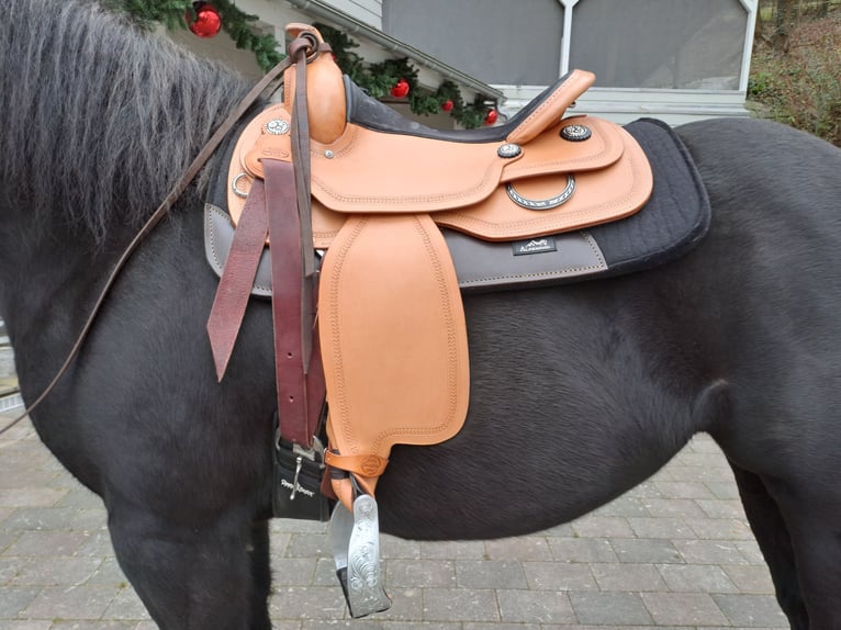 Paint Horse Mare 5 years 14,3 hh Black in Kirchheimbolanden