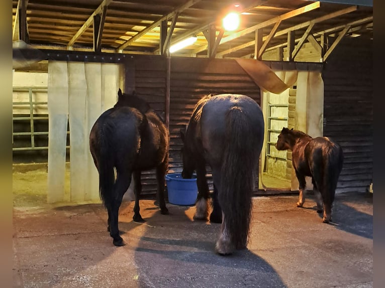 Paint Horse Mare 5 years 14,3 hh Black in Kirchheimbolanden