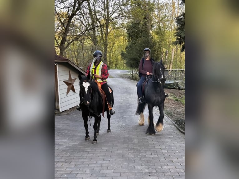 Paint Horse Mare 5 years 14,3 hh Black in Kirchheimbolanden