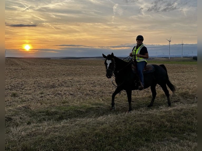 Paint Horse Mare 5 years 14,3 hh Black in Kirchheimbolanden