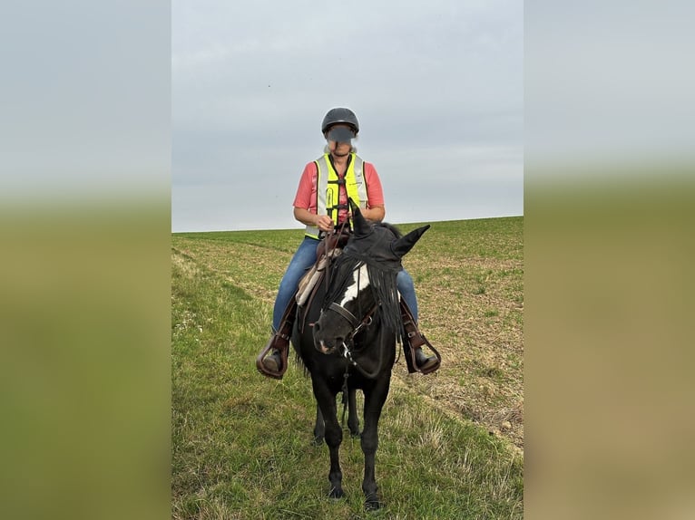 Paint Horse Mare 5 years 14,3 hh Black in Kirchheimbolanden