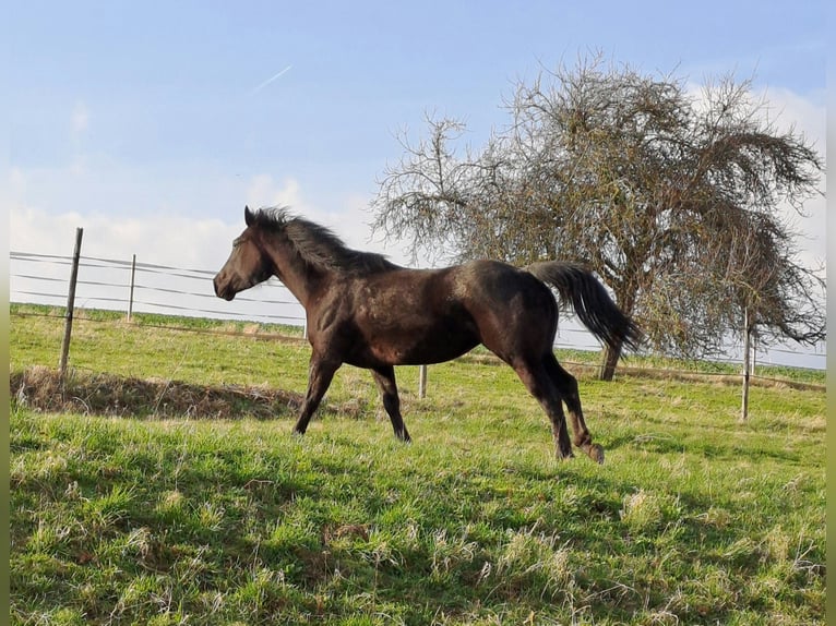 Paint Horse Mare 5 years 14,3 hh Black in Kirchheimbolanden