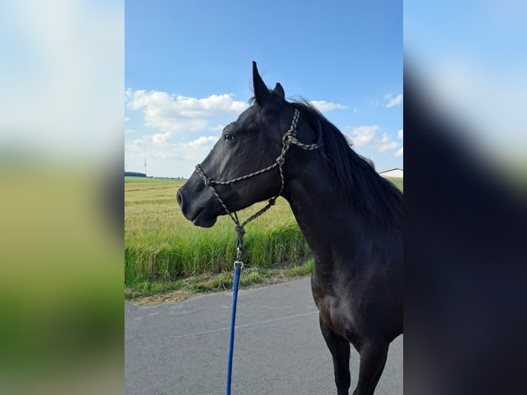 Paint Horse Mare 5 years 14,3 hh Black in Kirchheimbolanden