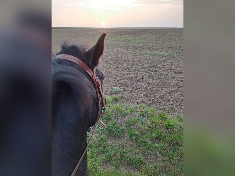 Paint Horse Mare 5 years 14,3 hh Black in Kirchheimbolanden