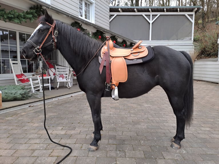 Paint Horse Mare 5 years 14,3 hh Black in Kirchheimbolanden