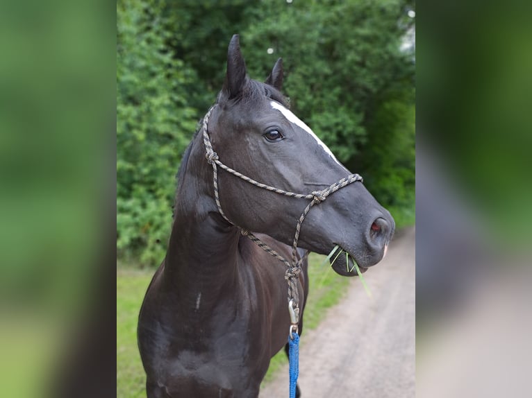 Paint Horse Mare 5 years 14,3 hh Black in Kirchheimbolanden