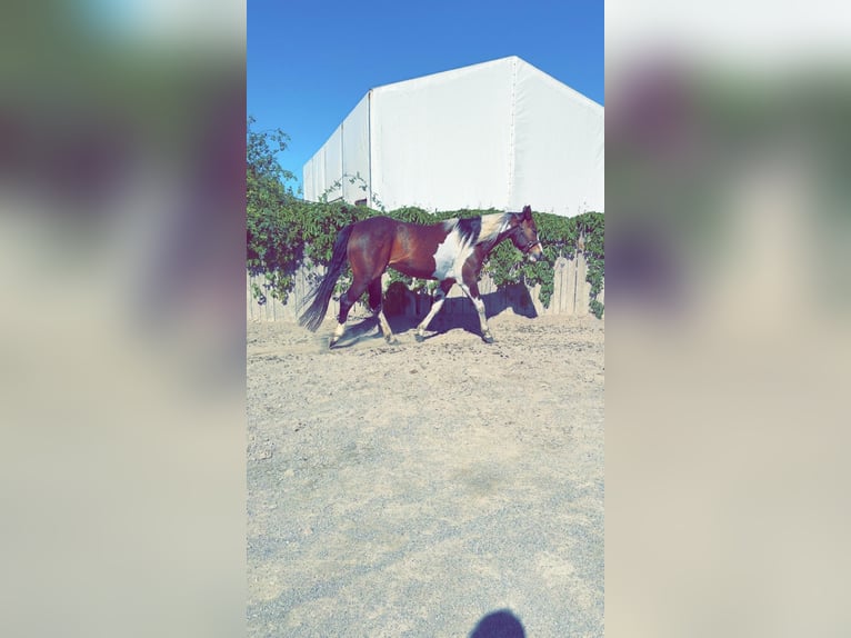 Paint Horse Mare 5 years 14,3 hh Tobiano-all-colors in Wiedergeltingen