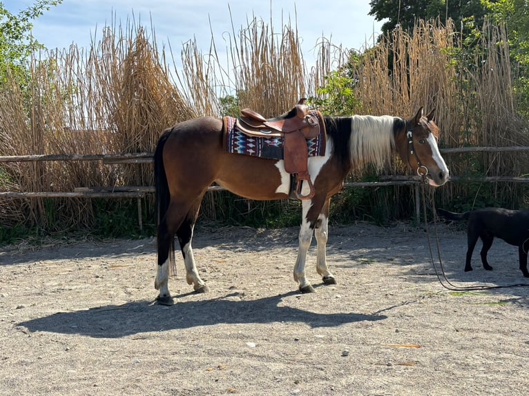 Paint Horse Mare 5 years 14,3 hh Tobiano-all-colors in Wiedergeltingen