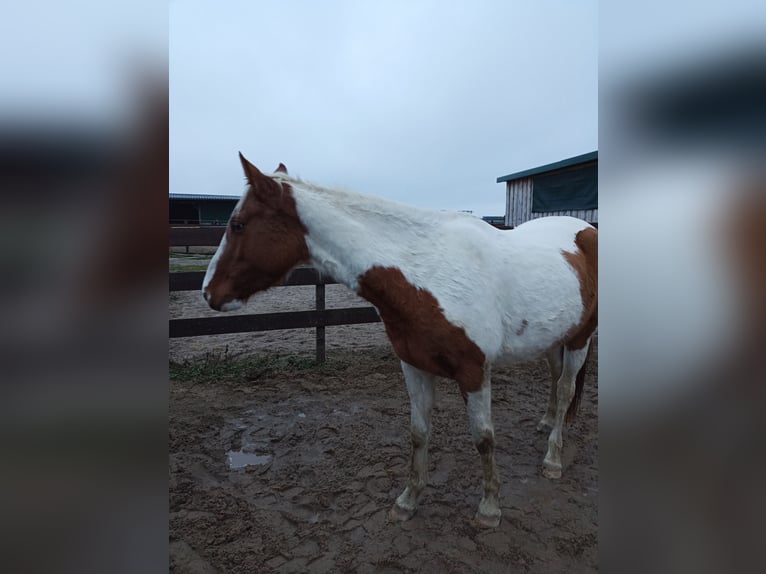 Paint Horse Mare 5 years 15,2 hh Red Dun in Kyritz