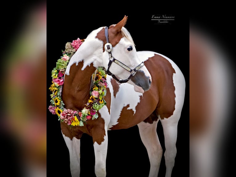 Paint Horse Mare 5 years 15,2 hh Tobiano-all-colors in Weißenburg in Bayern