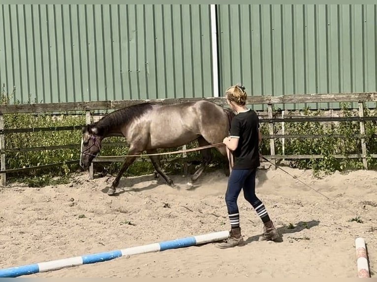 Paint Horse Mare 5 years 15 hh Grullo in Barneveld