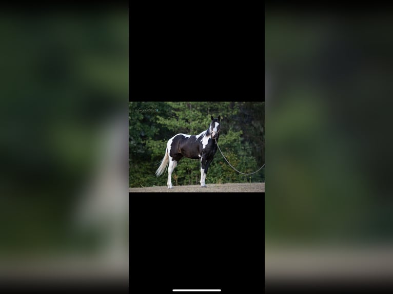 Paint Horse Mare 5 years 15 hh Overo-all-colors in Nanzdietschweiler