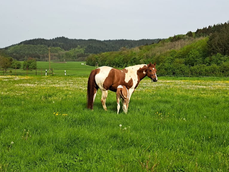 Paint Horse Mare 5 years 15 hh Tobiano-all-colors in Kruchten