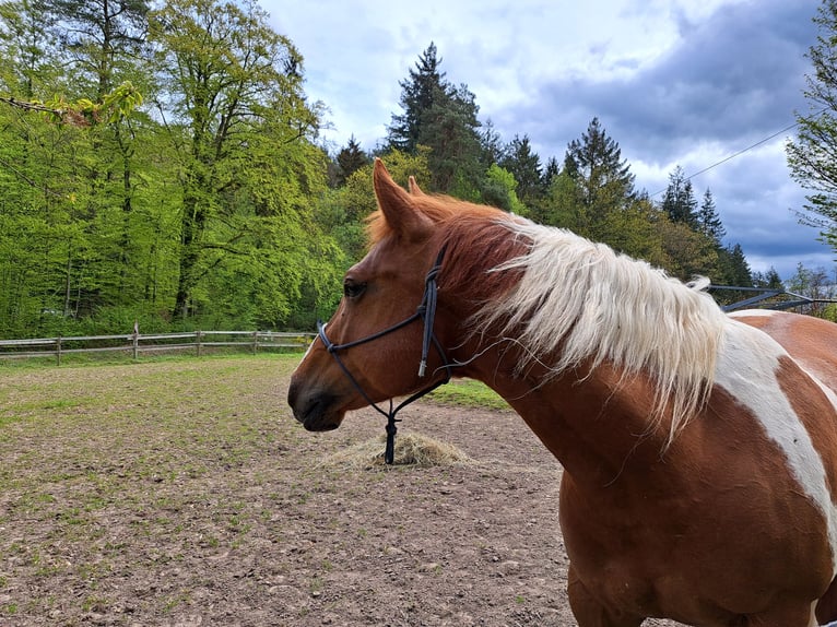 Paint Horse Mare 5 years 15 hh Tobiano-all-colors in Kruchten