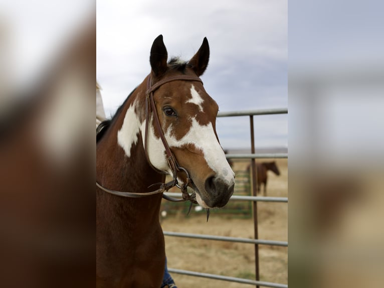Paint Horse Mare 5 years 15 hh Tobiano-all-colors in Fort Collins