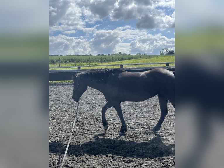 Paint Horse Mare 5 years 15,1 hh Black in Kappelen