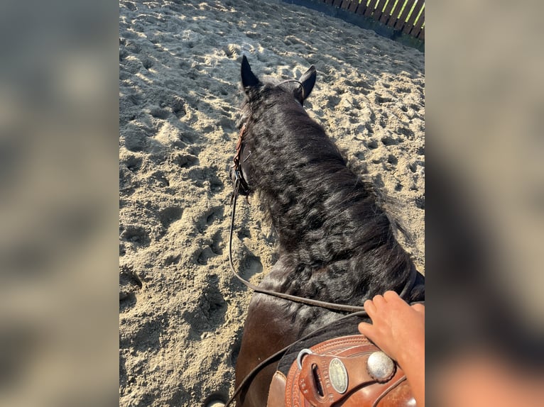 Paint Horse Mare 5 years 15,1 hh Black in Kappelen
