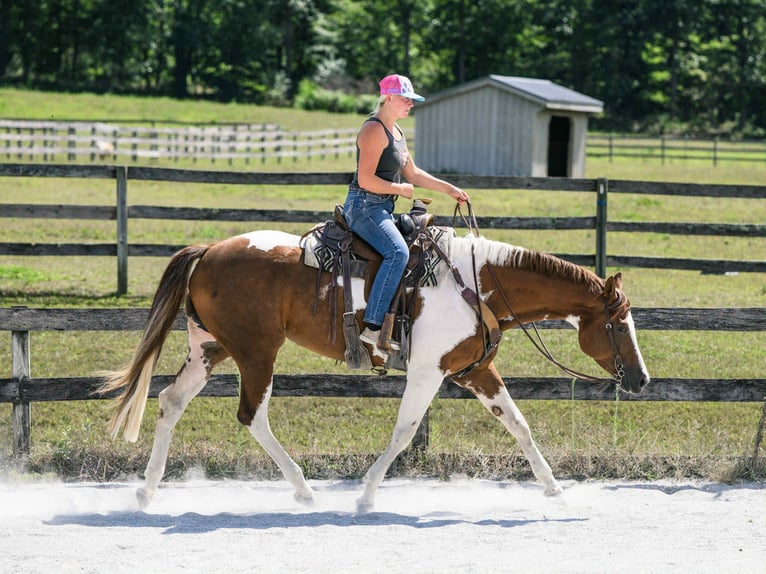 Paint Horse Mare 5 years 16,1 hh Tobiano-all-colors in New Holland