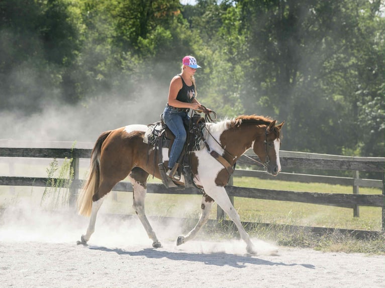 Paint Horse Mare 5 years 16,1 hh Tobiano-all-colors in New Holland