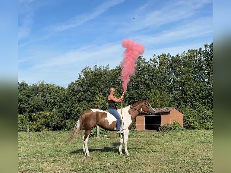 Paint Horse Mare 5 years 16,1 hh Tobiano-all-colors in New Holland