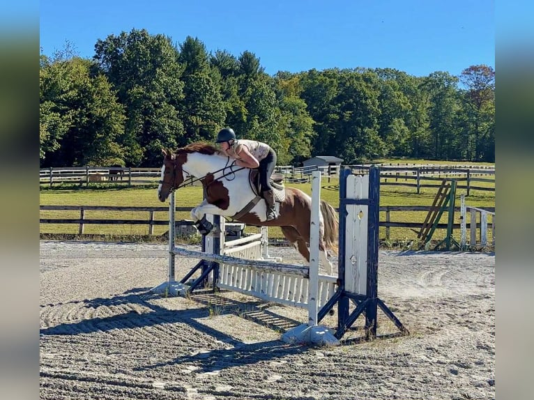 Paint Horse Mare 5 years 16,1 hh Tobiano-all-colors in New Holland