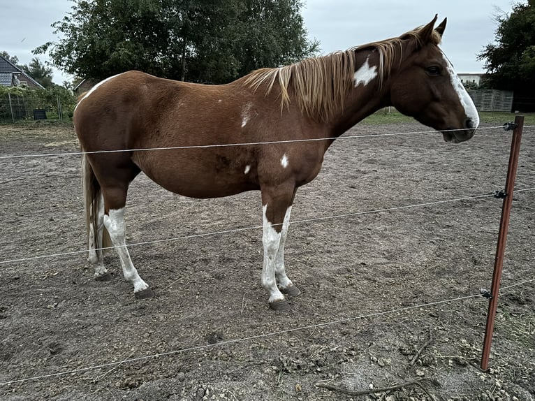 Paint Horse Mix Mare 6 years 14,1 hh Pinto in Trassenheide