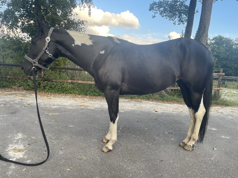 Paint Horse Mare 6 years 14,2 hh Black in Midwolde