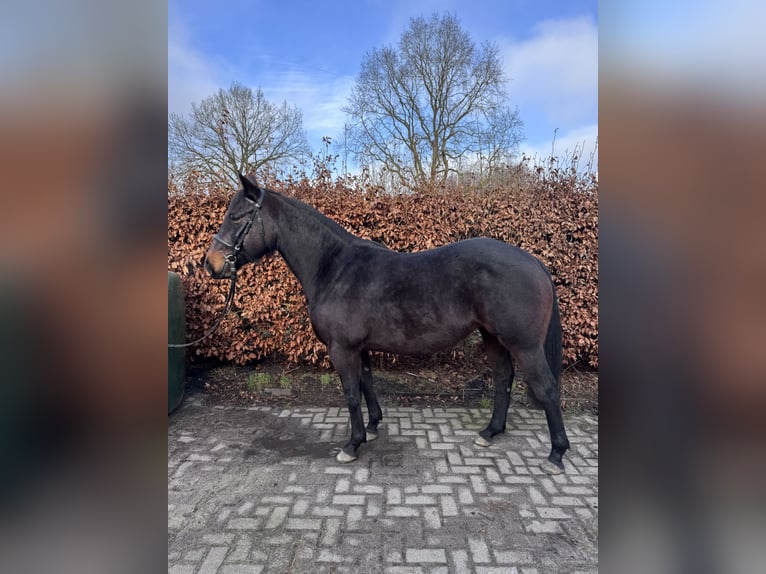 Paint Horse Mix Mare 6 years 14,2 hh Brown in Eversen