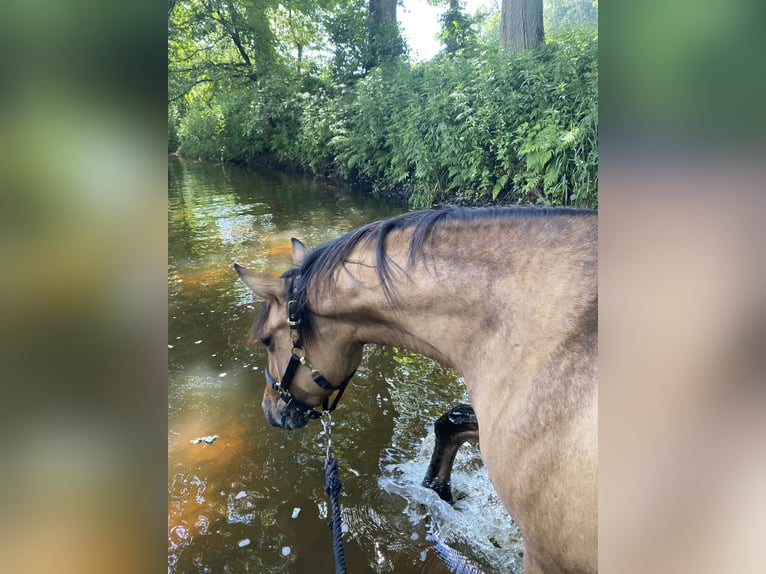 Paint Horse Mare 6 years 14,2 hh Buckskin in Elsdorf