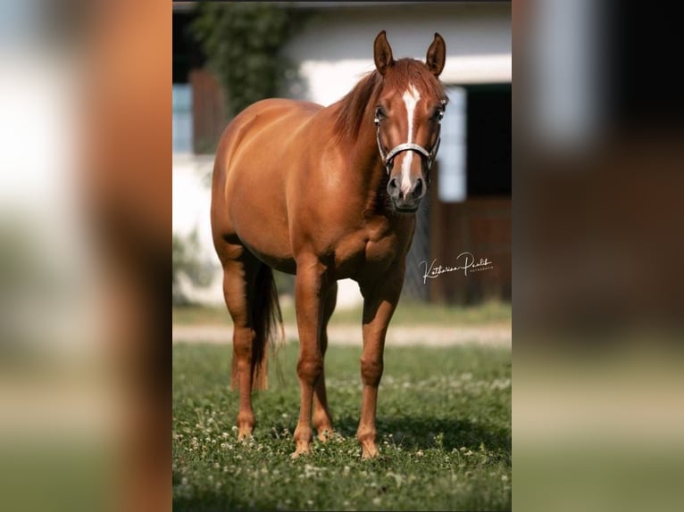Paint Horse Mare 6 years 14,2 hh Chestnut-Red in Hallabro