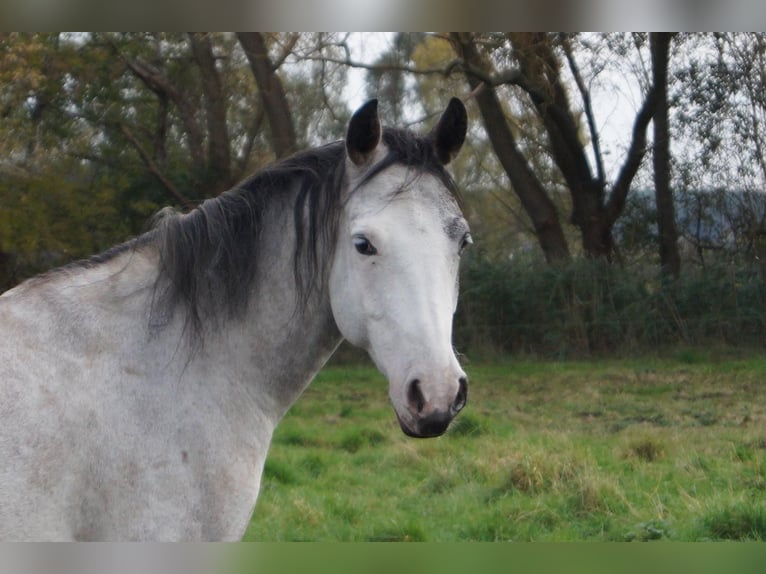 Paint Horse Mare 6 years 14,2 hh Grey in Treuenbrietzen