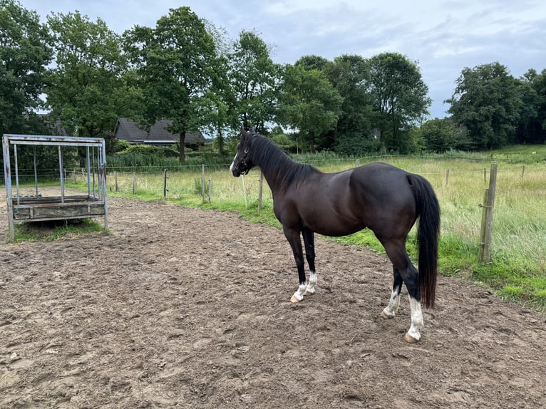 Paint Horse Mix Mare 6 years 14,3 hh Black in Bremervörde