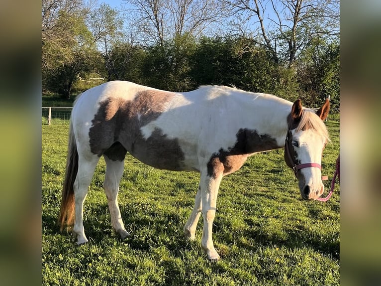 Paint Horse Mare 6 years 14,1 hh Tovero-all-colors in SAULIEU