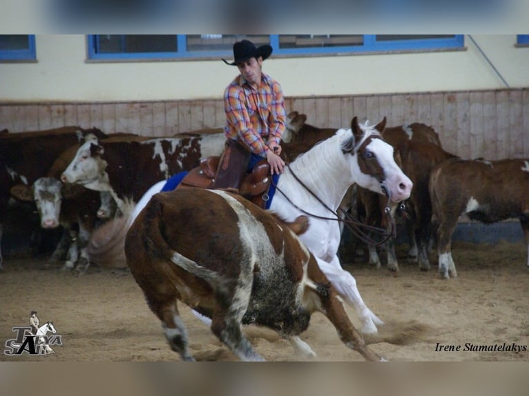 Paint Horse Mare 6 years 14,1 hh Tovero-all-colors in SAULIEU